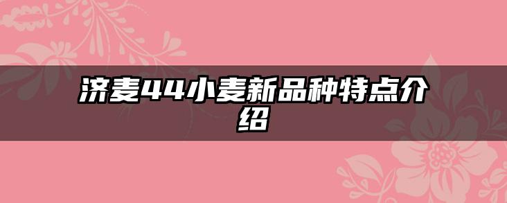 济麦44小麦新品种特点介绍
