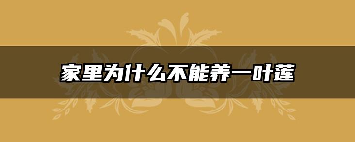 家里为什么不能养一叶莲