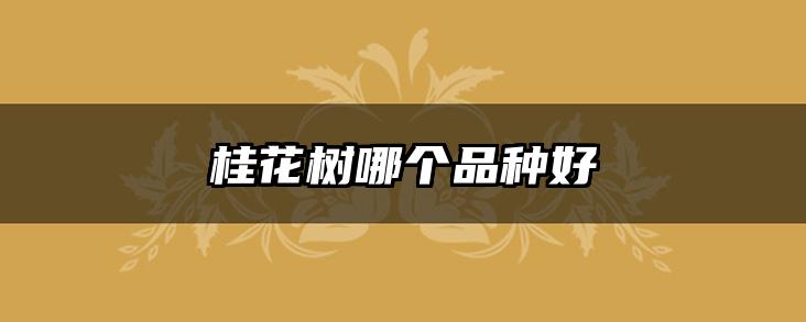 桂花树哪个品种好