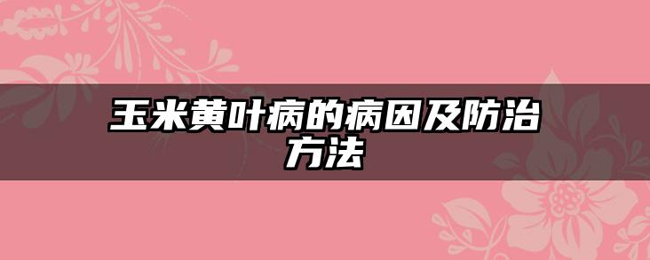 玉米黄叶病的病因及防治方法