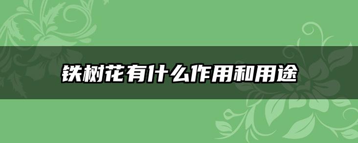 铁树花有什么作用和用途