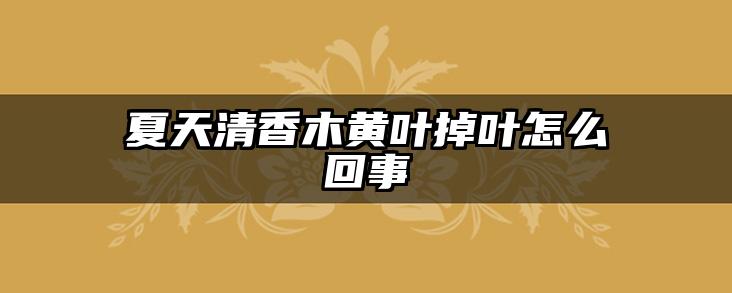 夏天清香木黄叶掉叶怎么回事