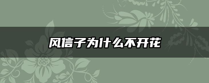 风信子为什么不开花