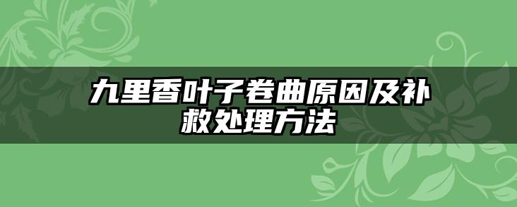 九里香叶子卷曲原因及补救处理方法