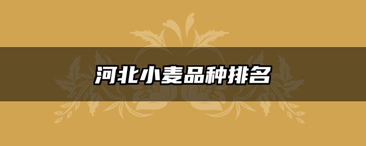 河北小麦品种排名