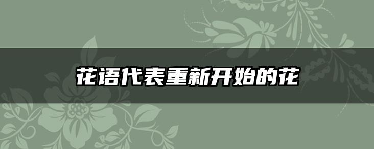 花语代表重新开始的花