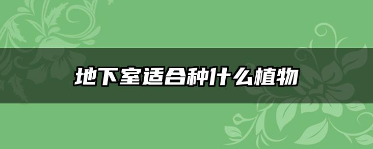 地下室适合种什么植物