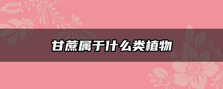 甘蔗属于什么类植物
