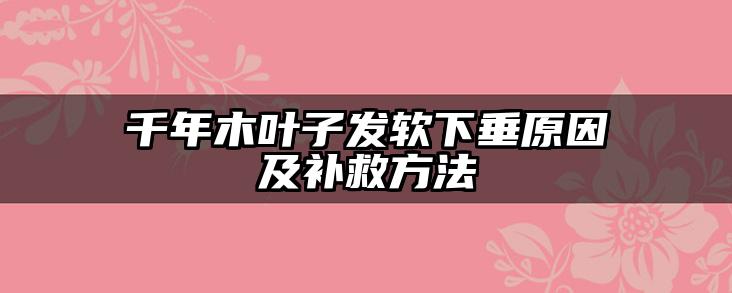 千年木叶子发软下垂原因及补救方法
