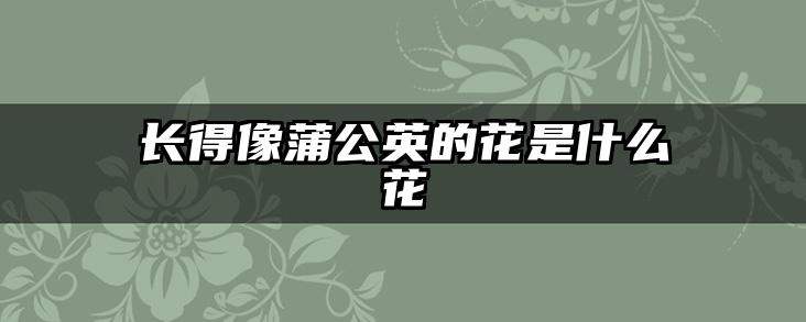 长得像蒲公英的花是什么花