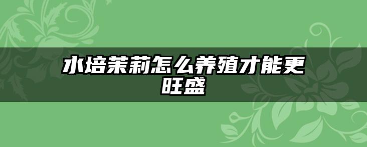 水培茉莉怎么养殖才能更旺盛