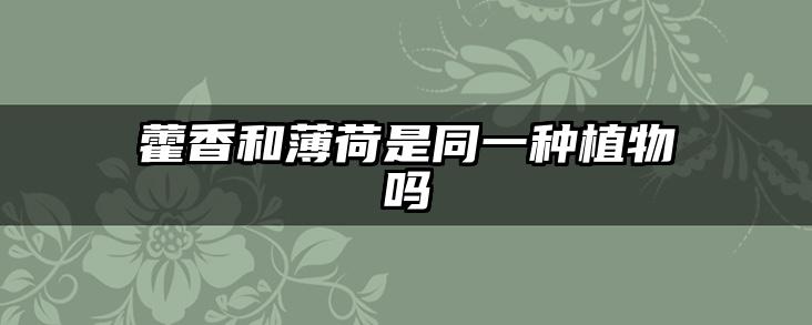 藿香和薄荷是同一种植物吗