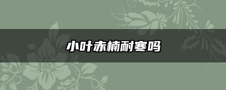 小叶赤楠耐寒吗