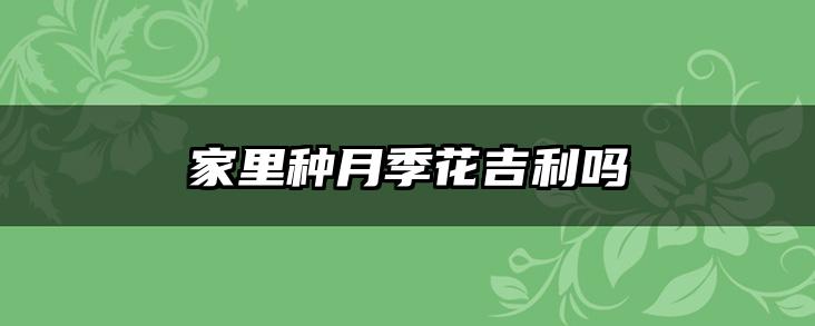 家里种月季花吉利吗