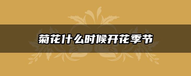 菊花什么时候开花季节