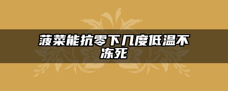 菠菜能抗零下几度低温不冻死