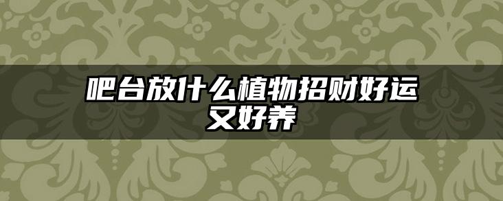 吧台放什么植物招财好运又好养