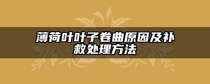 薄荷叶叶子卷曲原因及补救处理方法