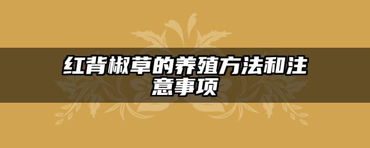 红背椒草的养殖方法和注意事项