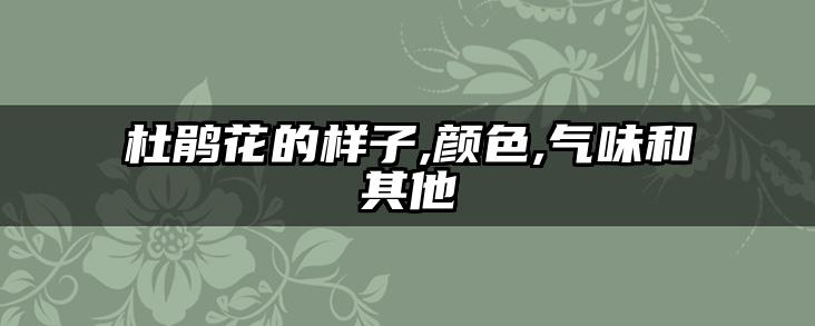 杜鹃花的样子,颜色,气味和其他