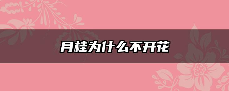 月桂为什么不开花