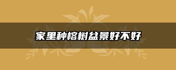 家里种榕树盆景好不好