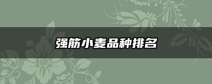 强筋小麦品种排名