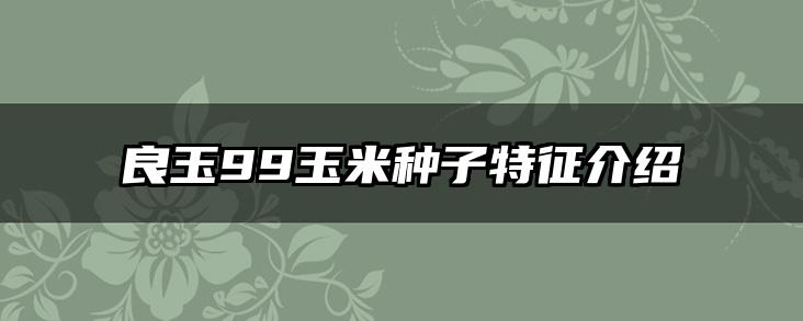 良玉99玉米种子特征介绍