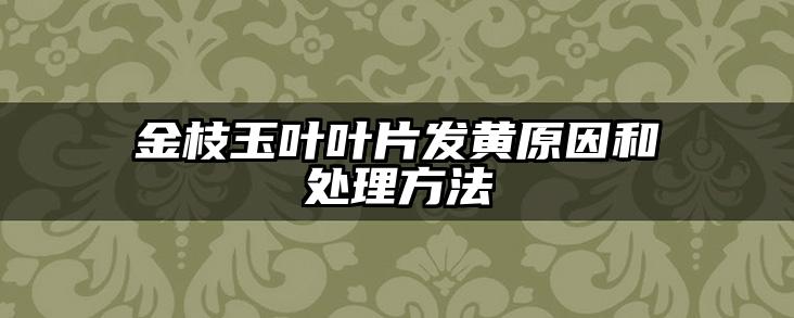 金枝玉叶叶片发黄原因和处理方法