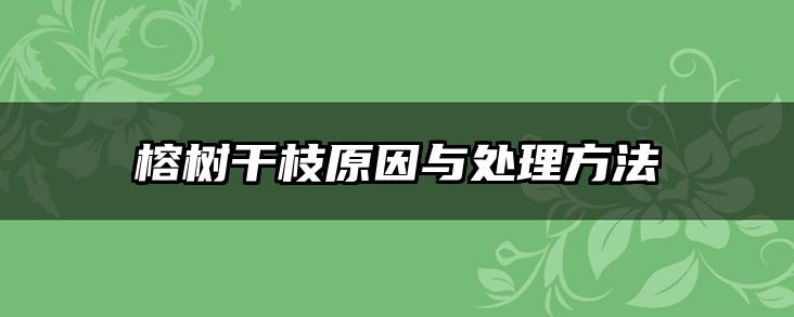 榕树干枝原因与处理方法