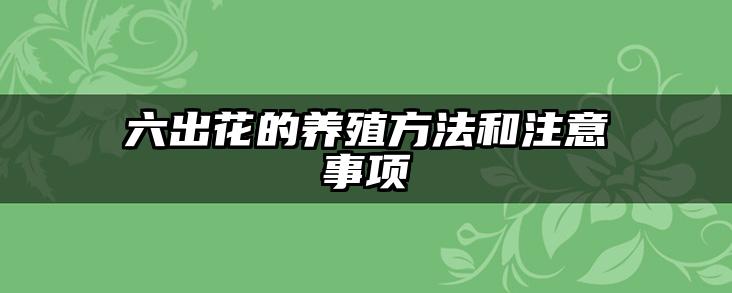 六出花的养殖方法和注意事项