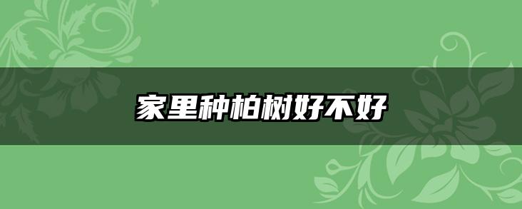 家里种柏树好不好