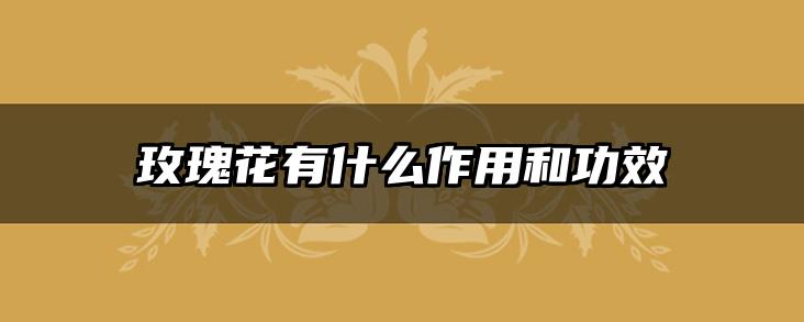 玫瑰花有什么作用和功效