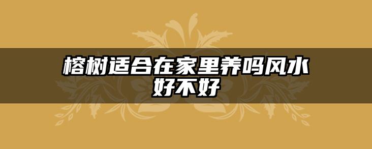 榕树适合在家里养吗风水好不好