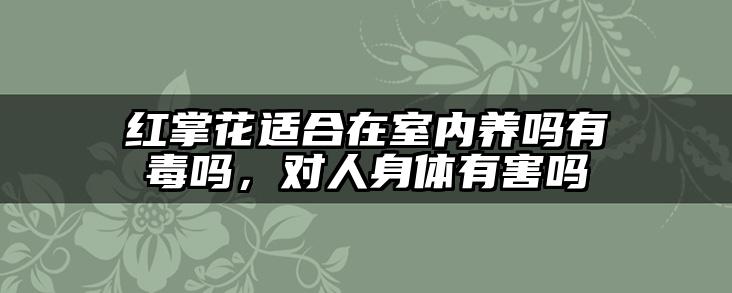 红掌花适合在室内养吗有毒吗,对人身体有害吗