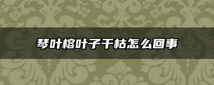 琴叶榕叶子干枯怎么回事