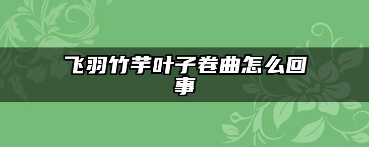 飞羽竹芋叶子卷曲怎么回事
