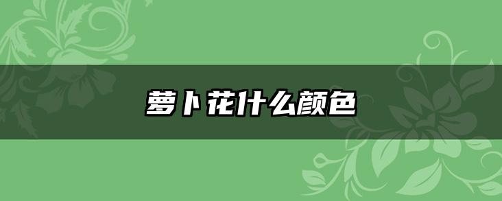 萝卜花什么颜色