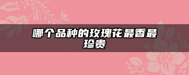 哪个品种的玫瑰花最香最珍贵