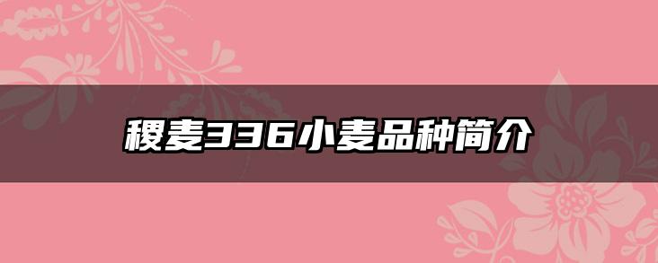 稷麦336小麦品种简介