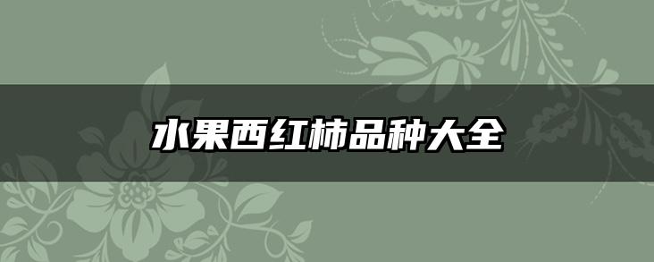 水果西红柿品种大全