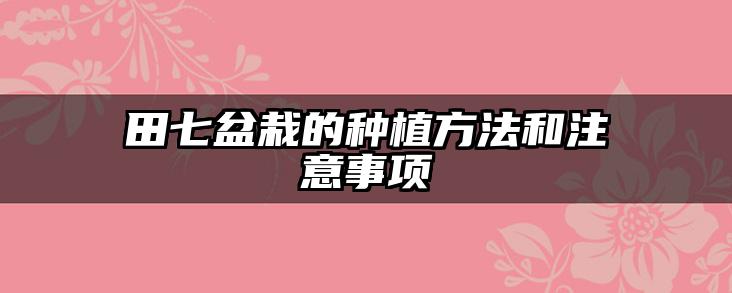 田七盆栽的种植方法和注意事项