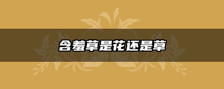 含羞草是花还是草