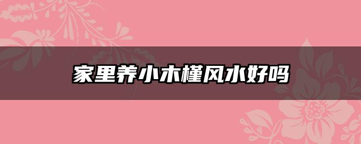 家里养小木槿风水好吗