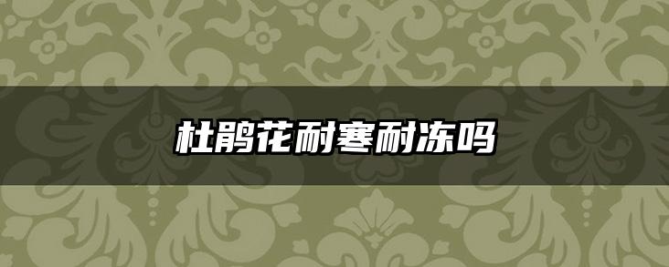 杜鹃花耐寒耐冻吗