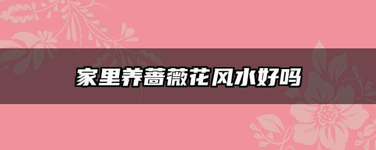 家里养蔷薇花风水好吗