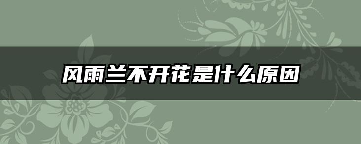 风雨兰不开花是什么原因