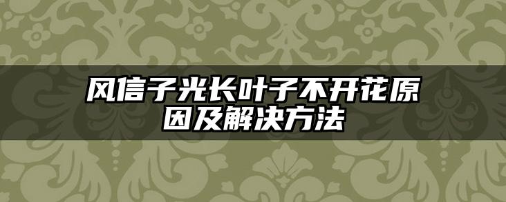 风信子光长叶子不开花原因及解决方法