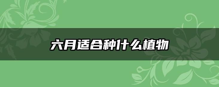 六月适合种什么植物