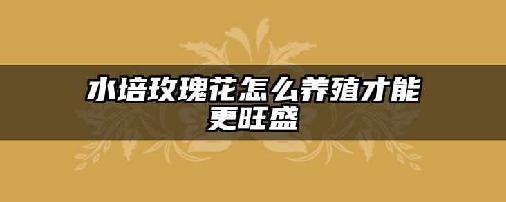 水培玫瑰花怎么养殖才能更旺盛
